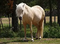 Photo en pied d'un poney