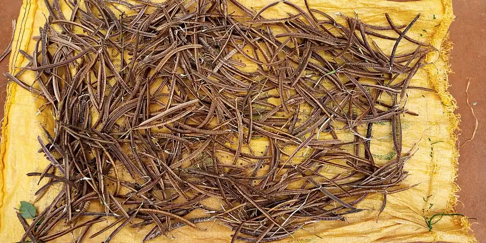 "faux kinkéliba" - Senna occidentalis - Gousses à graines sur un tapis au Bénin.