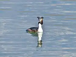Un grèbe huppé près des roselières des Mottets au sud-est du lac.