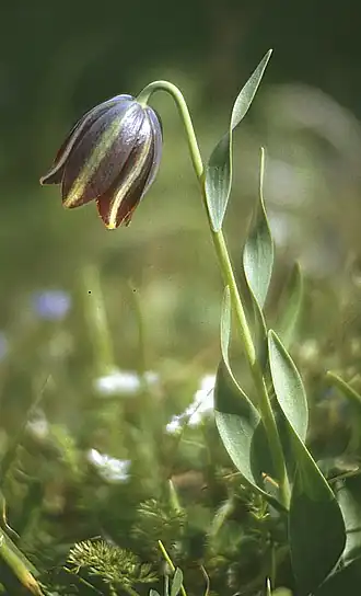 Fritillaria graeca.