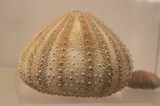 Test d'oursin pointu vu de profil.