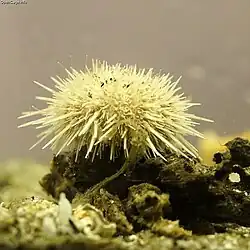 Gracilechinus lucidus.