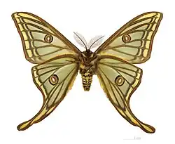 Papillon de nuit typique.