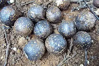 Fruits mouchetés (La Réunion)