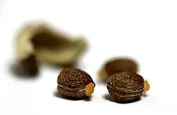 Graines d'euphorbe épurge