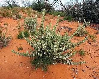 Description de cette image, également commentée ci-après