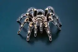 Grammostola pulchripes sur fond noir.jpg