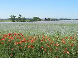 Photo d'un champ de coquelicots sous un ciel bleu