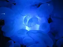 Méduse (Aurelia aurita)