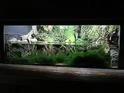 Paludarium de piranhas