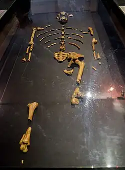 Squelette de Lucy, le premier Australopithecus afarensis découvert.