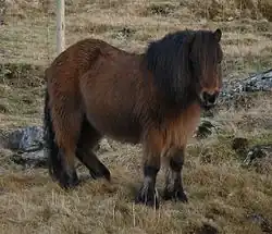 Poney très poilu de couleur marron et noir.
