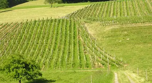 Hautain de vignes dans le canton de Zurich.
