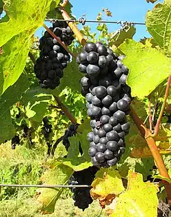 Photo couleur représentant une grappe de raisin noir mûre. Elle est portée par un sarment palissé sur fil de fer et partiellement effeuillé.