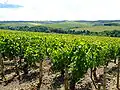 Vignes de chablis.