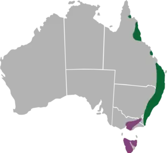 Description de l'image Graphium macleayanus range.png.