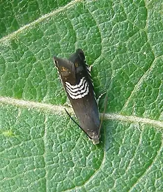 Description de cette image, également commentée ci-après