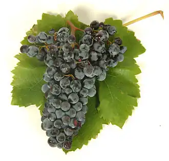 Nero d'Avola