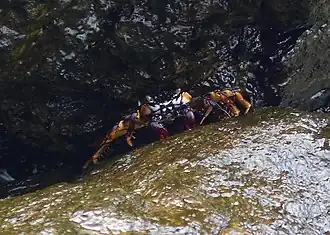 Grapsus tenuicrustatus