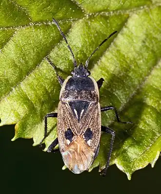 Graptopeltus lynceus, France.