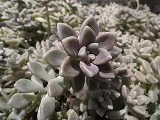 Description de l'image Graptopetalum mendozae.jpg.