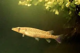 Esox americanus