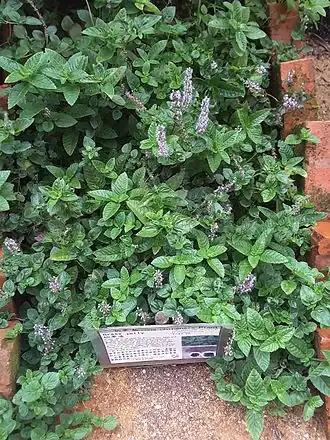 Description de l'image Grass jelly cultivation in Singapore.jpg.