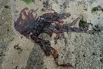 Grateloupia turuturu (Halymeniales)