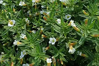 Fleurs de Gratiole officinale.
