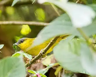 Description de l'image Gray-capped Hemispingus - Buscador Rey (Hemispingus reyi).jpg.