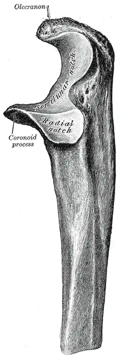 Épiphyse proximale (supérieure) de l'ulna gauche en vue latérale.