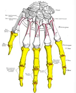 Insertion sur les phalanges moyenne et distales de l'index du muscle extenseur des doigts de la main (Ext. digit. commun).