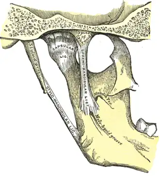 Articulation de la mandibule. Aspect médial.