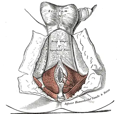 Le périnée. Le tégument et la couche superficielle du fascia superficiel se réfléchissent.
