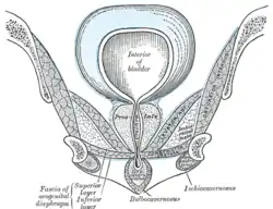 Coupe coronale de la partie antérieure du bassin, passant par l'arc pubien. Vu de face.