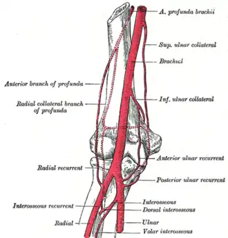 Anastomose des vaisseaux sanguins du coude.