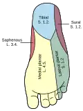 Zones d'innervation plantaire des nerfs de la jambe.