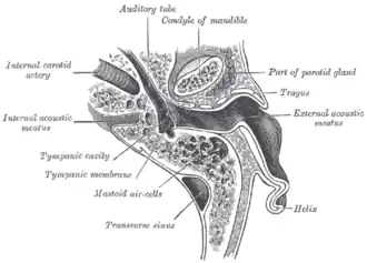 Section horizontale de l'oreille gauche&nbsp;(moitié supérieure de la coupe).