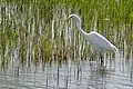 Grande aigrette(Catalogne, Espagne).