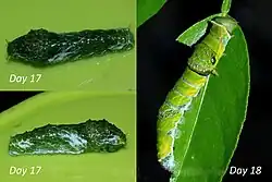 Chenille au stade 4 et 5