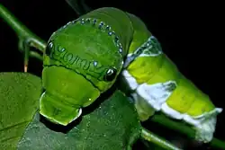 Chenille de Papilio memnon imitant un serpent