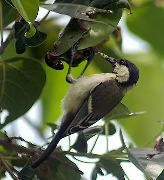 Description de cette image, également commentée ci-après