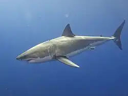 Carcharodon carcharias