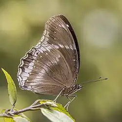 Photo d'un mâle avec les ailes repliées. On distingue son abdomen et ses antennes, ainsi que le dessous d'une aile : noire avec des tâches blanches sur le bord.