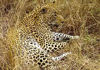 Un grand mâle léopard dans la Sabi Sand Game Reserve&nbsp;(en), en Afrique du Sud.