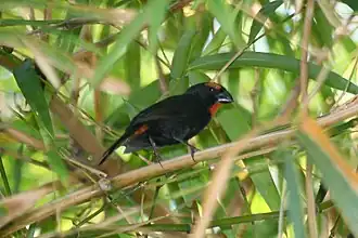 Description de cette image, également commentée ci-après