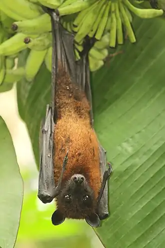 Roussette géante (Pteropus giganteus).