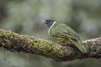 Description de l'image Green-and-black fruiteater (Pipreola riefferii riefferii) male Caldas 2.jpg.