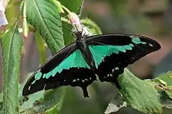 Papilio phorcas dans son milieu naturel