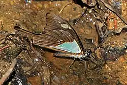 Papilio phorcas, ailes repliées